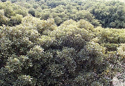 Ficus-australis01.jpg