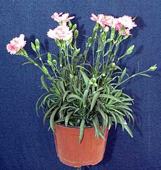 Dianthus-caryophillus.jpg