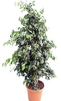 Ficus-Danielle35.jpg
