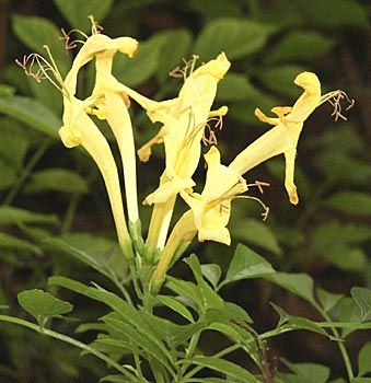 Bignonia-capensis01.jpg